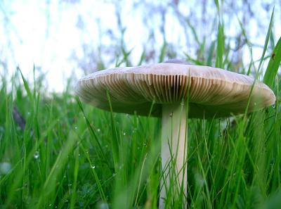 Mushroom