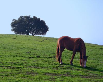 Crothers Horse