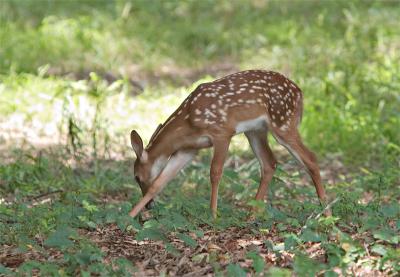 Fawn