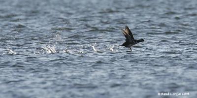 Harle couronn / Hooded Merganser