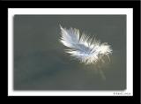 Plume sur glace / Feather on ice