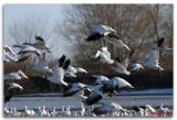 Oies des neiges / Snow Geese