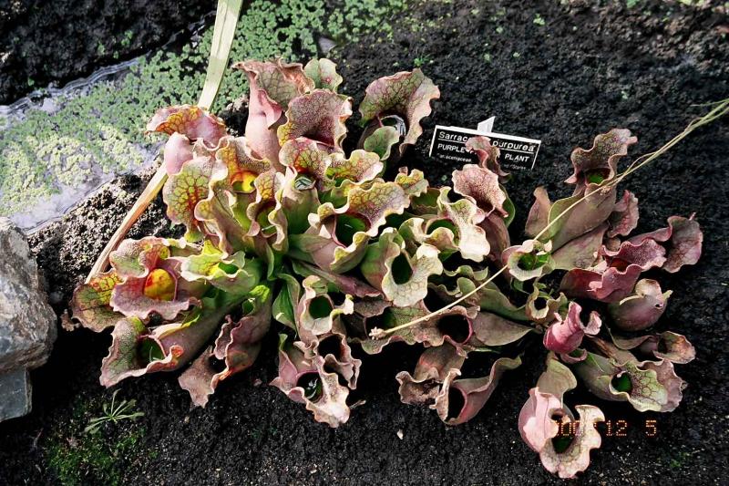 Carnivorous 2.jpg