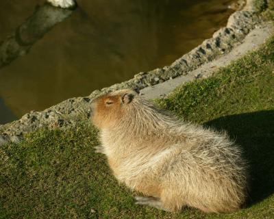 Sleeping Capybara.jpg