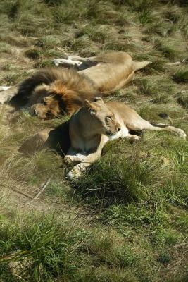 Resting lions