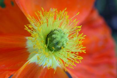 Rising pollen