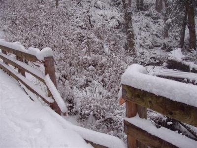 Missing Runner? - Poo Poo Trail Bridge