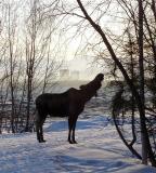 050_025 Moose with Anchorage in Background