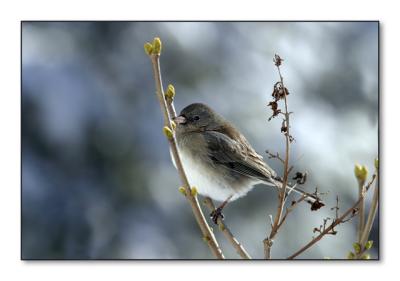 Junco