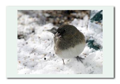 Junco