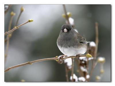 Junco