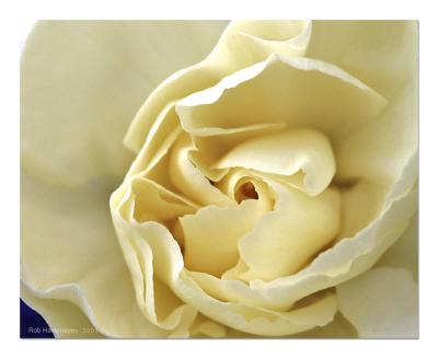 Flower.jpg