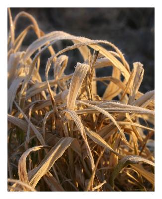 Frozen Grass.jpg