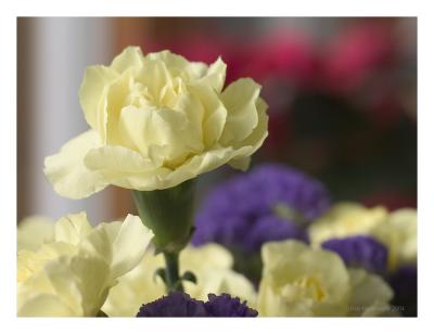 Yellow Carnation.jpg
