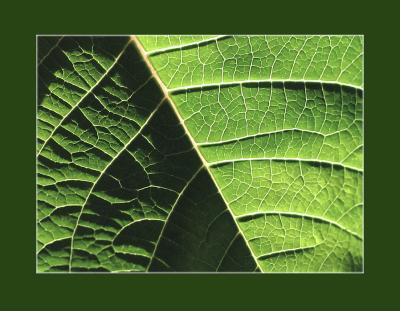 Leaf.jpg
