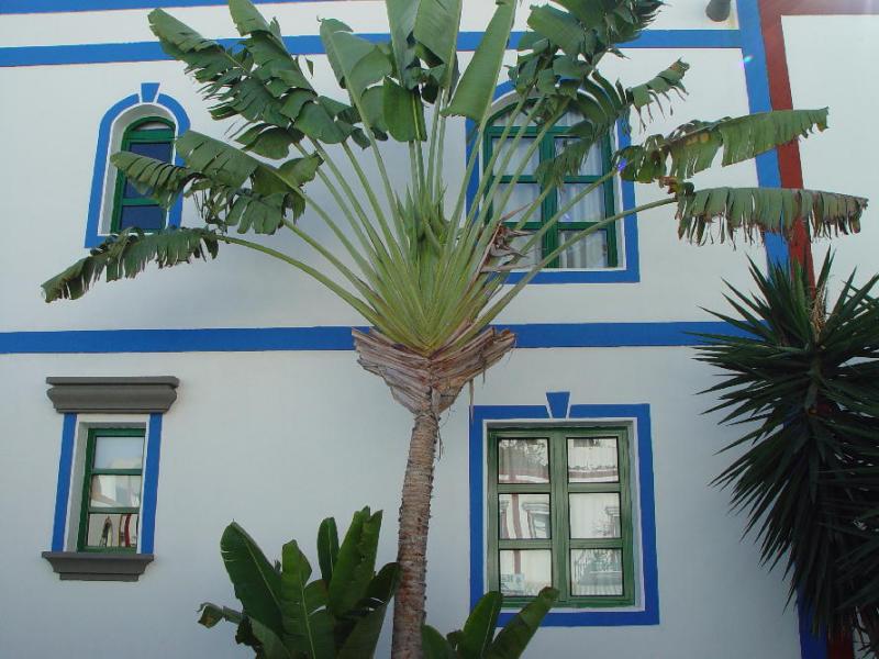 Palmtree at Puerto de Mogan