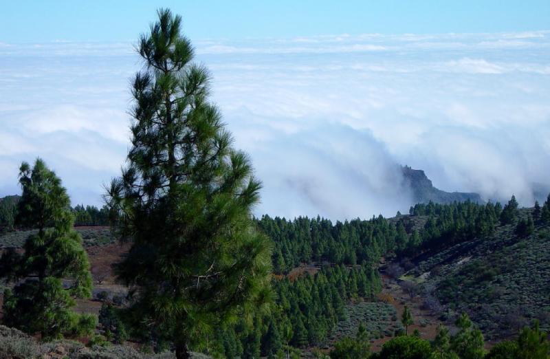 Clouds beneath, Pico de las Nieves