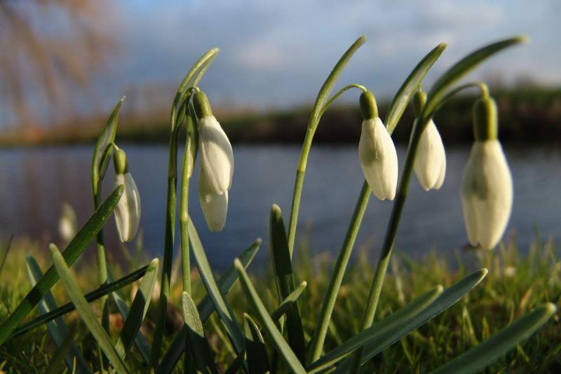 Snow drops in february