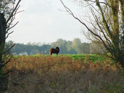 A view on a sheep