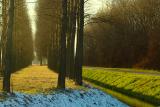 Trees with little snow