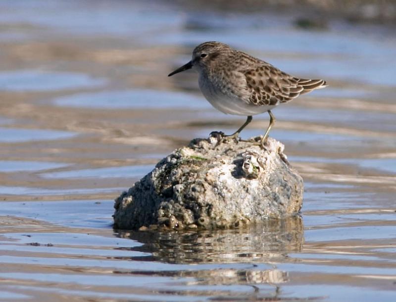 Least Sandpiper