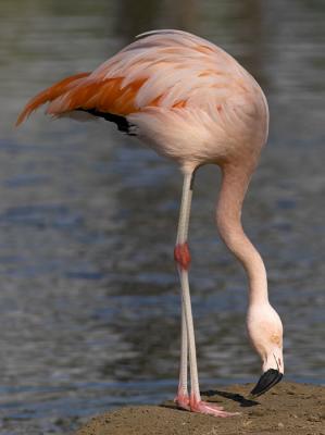 Chilean Flamingo : Phoenicopterus ruber