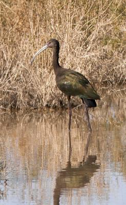 White-faced Ibis