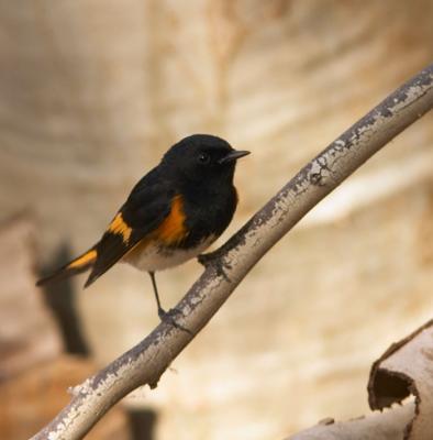 American Redstart