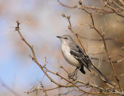 Northern Mockingbird