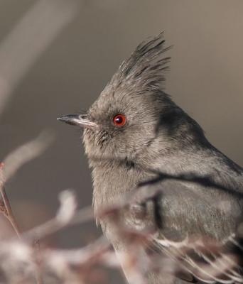 Phainopepla (female)