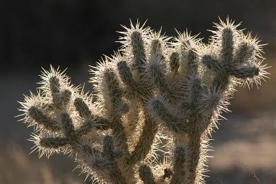 Teddy Bear cactus