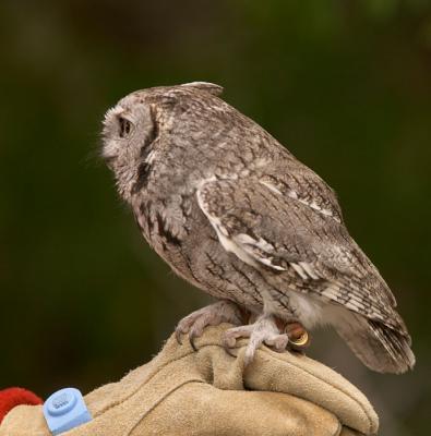 Western Screech-Owl