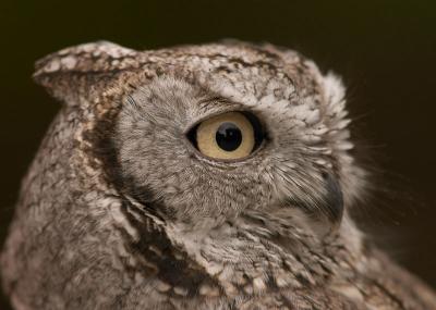 Strigidae : Owls