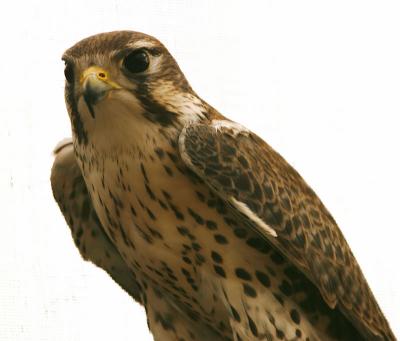 Prairie Falcon : Falco mexicanus
