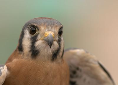 American Kestrel (captive)