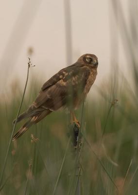 Northern Harrier : Circus cyaneus