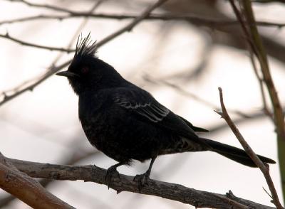 Phainopepla (male)