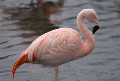 Chilean Flamingo resting it's head on it's neck