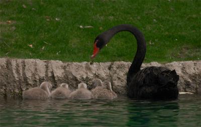 Black Swan feeding it's cygnets