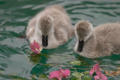 The Black Swan switched to feeding these Bouganvilla but the cygnets were unimpressed
