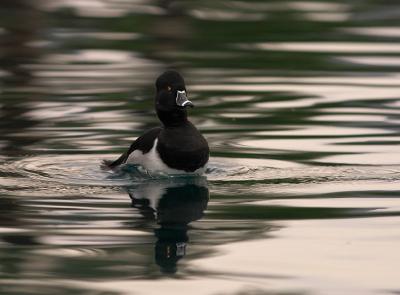 Ring-necked Duck