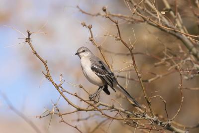 Northern Mockingbird