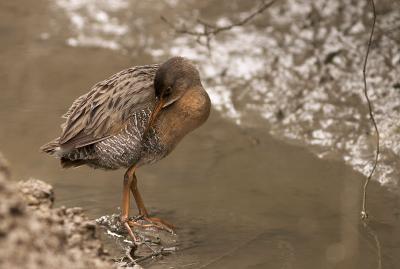 Check those side feathers