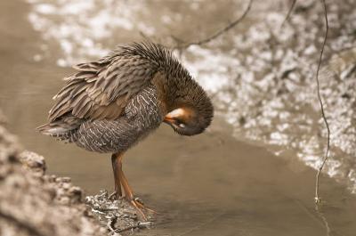 One last preen
