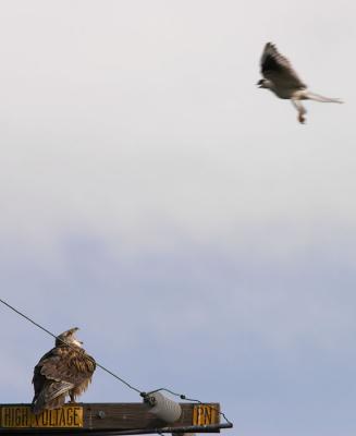 Interacting with a White-tailed Kite