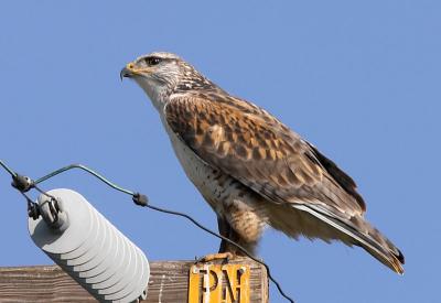 Accipitridae : Hawks & Eagles