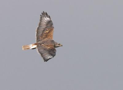 Ferruginous Hawk (light adult)