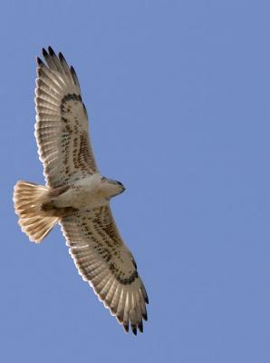 Ferruginous Hawk (light adult)