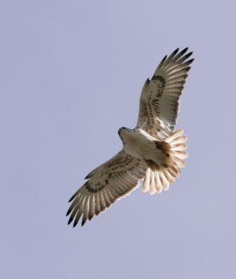Ferruginous Hawk hovering