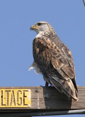 Ferruginous Hawk (light adult)